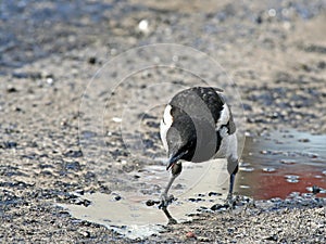 Impudent and mean magpie.