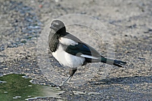 Impudent and mean magpie.