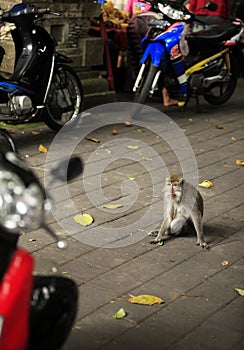 Impudent monkey on the road. Bali Island, Indonesia