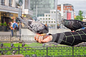 Impudent pigeons eat bread from hands of tourists. Feeding of city birds