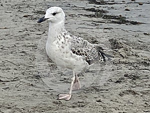 Impudent seagull