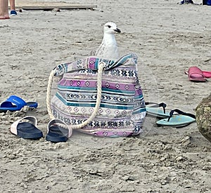 Impudent seagull on a sandy beach