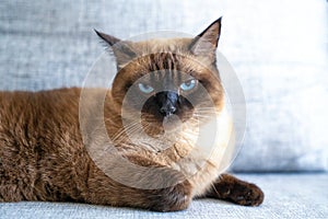 Impudent Siamese cat with blue eyes hypnotizes with look. Conjunctivitis in pet