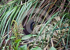 Inaccessible-eilandral, Inaccessible Island Rail, Atlantisia rogersi