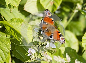 Inachis Io European peacock butterfly photo