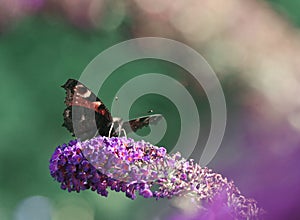 Inachis Io butterfly on a butterfly bush Buddleia photo