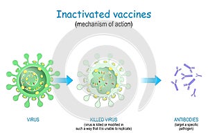 Inactivated vaccines. mechanism of action