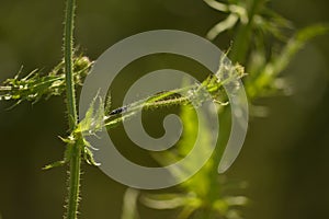 inactive bug on leaf