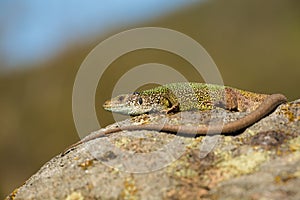 Inactive european green lizard with long tail sunbathing in summer nature.
