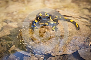 Inactive fire salamander resting in water on sunny spring day with warm light