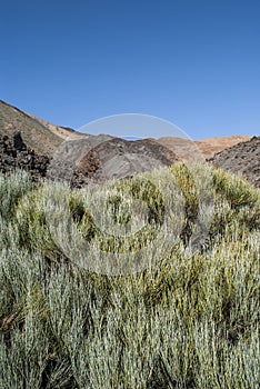 Inactive Volcano (Tenerife, Canaries, Spain)