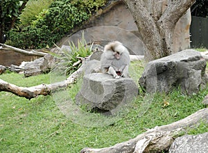 Inappropriate monkey on a rock