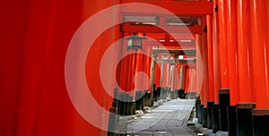 Inari torii gates - Kyoto - Japan