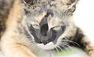 Inbreeding Cat Portrait.