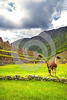 Inca city Machu Picchu (Peru)