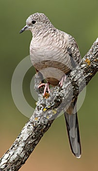 Inca Dove