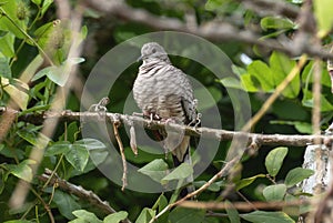 An inca dove, Columbina inca from Mexico perched on a tree branch