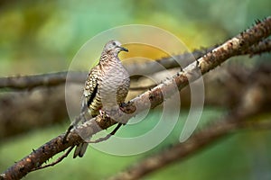 The Inca dove or Mexican dove Columbina inca. A bird sitting on a branch in beautiful light. Wildlife scene from Costa Rica