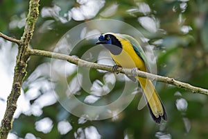 Inca Jay - Cyanocorax yncas photo