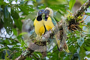 Inca Jay - Cyanocorax yncas photo