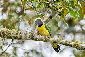 Inca jay or querrequerre (Cyanocorax yncas), Valle Del Cocora, Quindio Department. Wildlife and birdwatching in Colombia photo