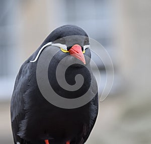 Inca Tern