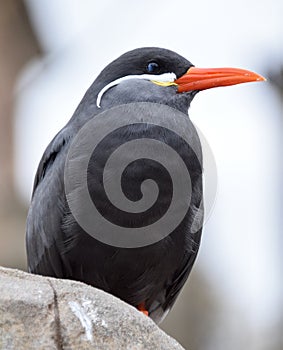 Inca Tern