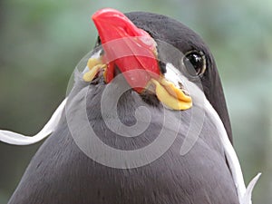 The Inca tern