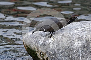 Inca Tern