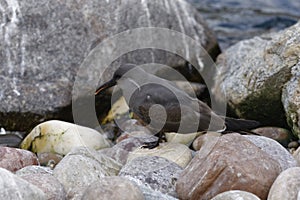 Inca Tern