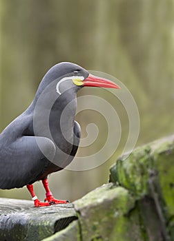 Inca Tern