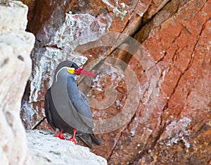 Inca Tern