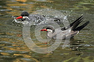 Inca tern