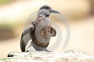 Inca tern