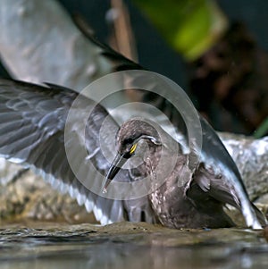 Inca Tern