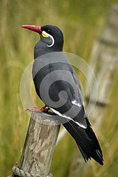 Inca Tern