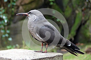 Inca tern