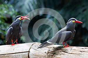 Inca Tern