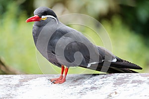 Inca tern