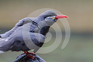 Inca tern