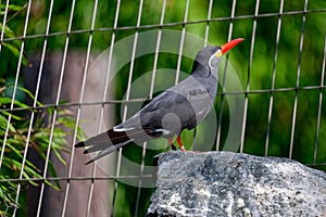 Inca tern bed inside a cage looking up to the sky