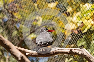 Inca tern bird called Larosterna inca