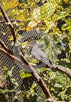 Inca tern bird called Larosterna inca