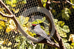 Inca tern bird called Larosterna inca