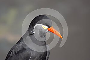 Inca tern bird close up