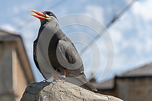 Inca tern bird
