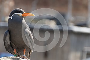 Inca tern bird
