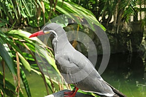 Inca tern bird, closeup