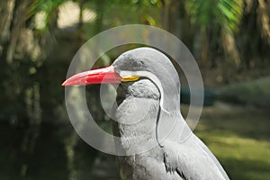 Inca tern bird, closeup