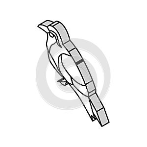 inca tern bird exotic isometric icon vector illustration